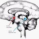 brain sketch